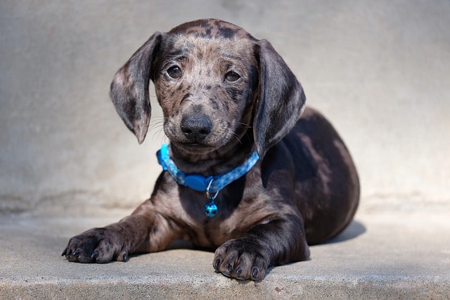 Types of Dachshunds