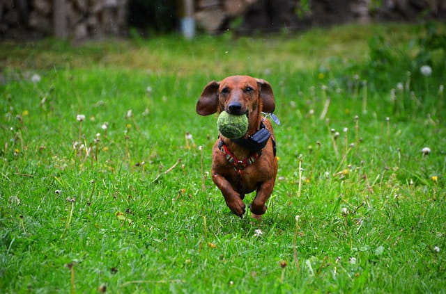 Types of Dachshunds