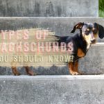 Types of Dachschunds