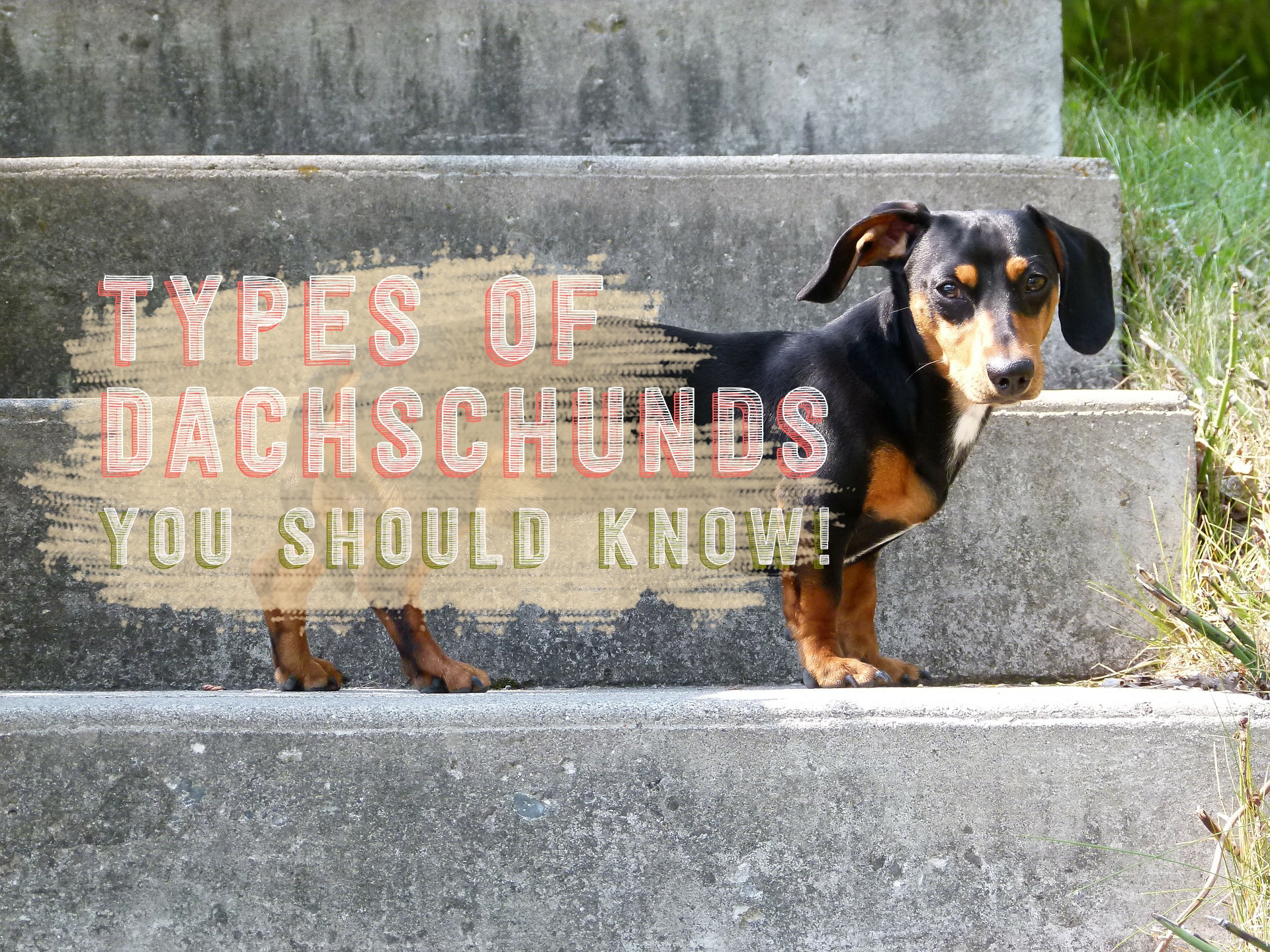 Types of Dachschunds