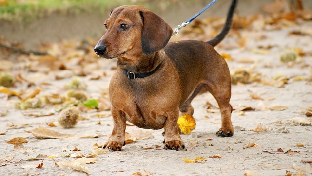 Types of Dachshunds