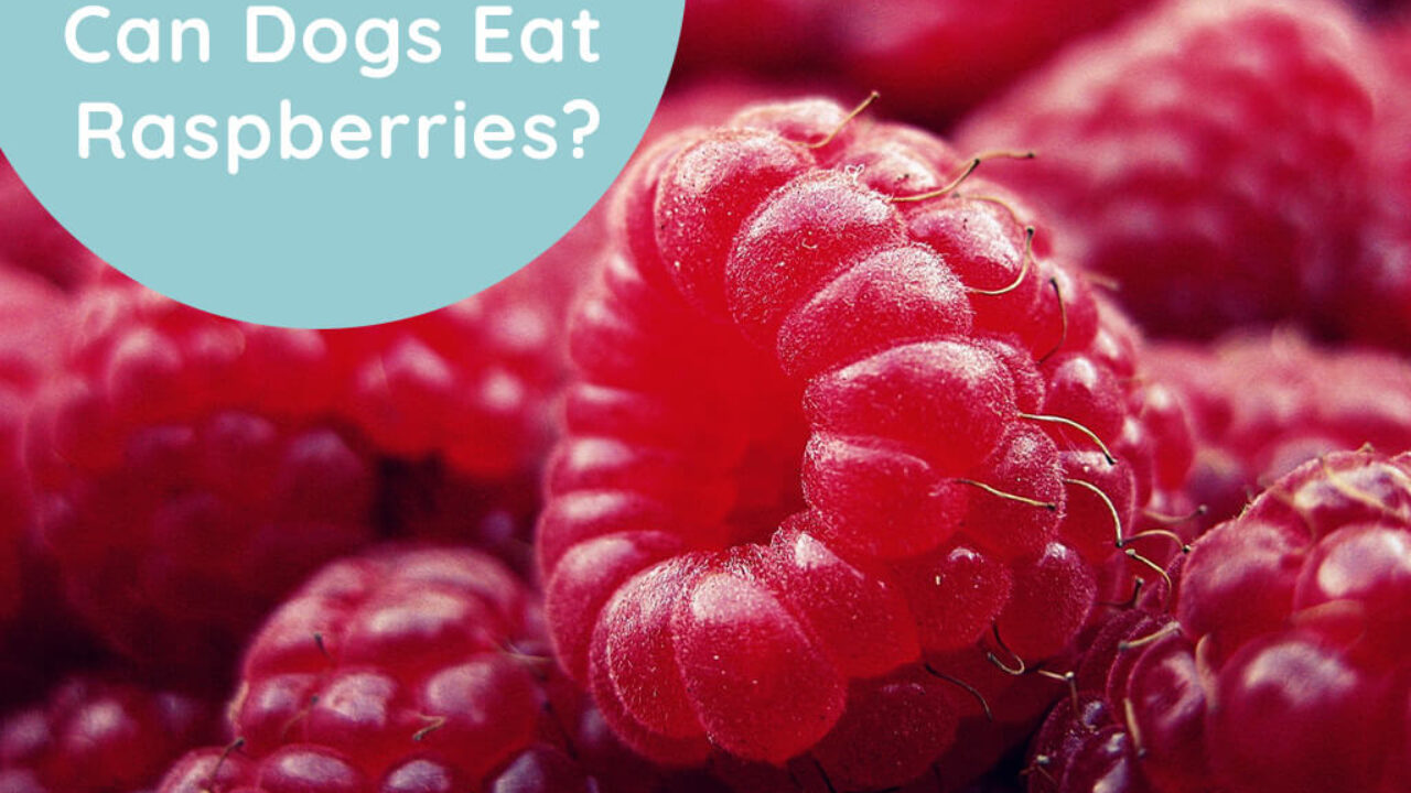 can dogs eat frozen raspberries
