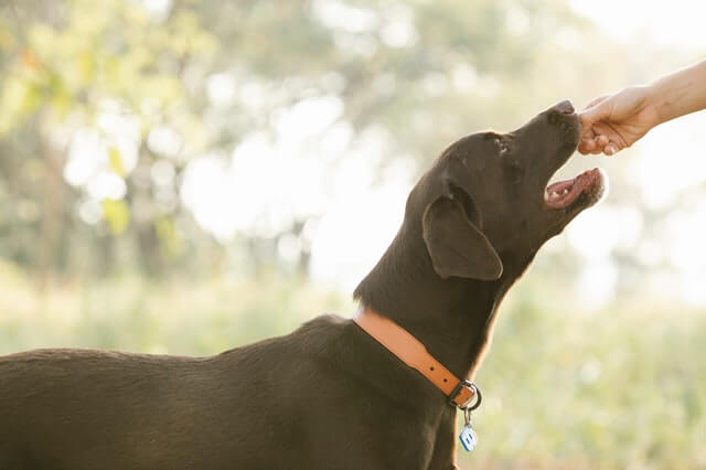 dog eating a snack