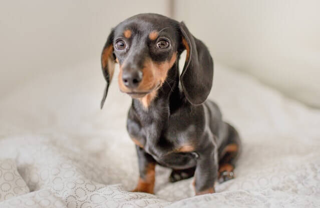 Short-haired dachshund dog