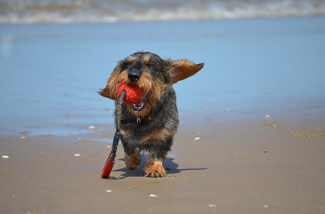 wire-haired dachshund dog