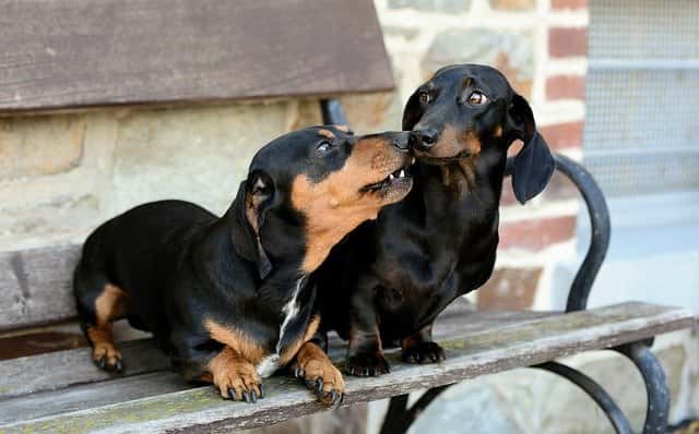 dachshund howling