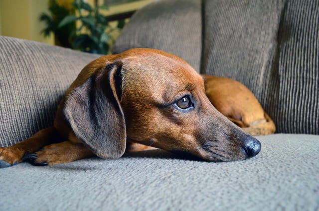 Dachshund on the sofa