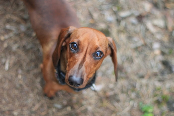 dachshund with back problems looking up