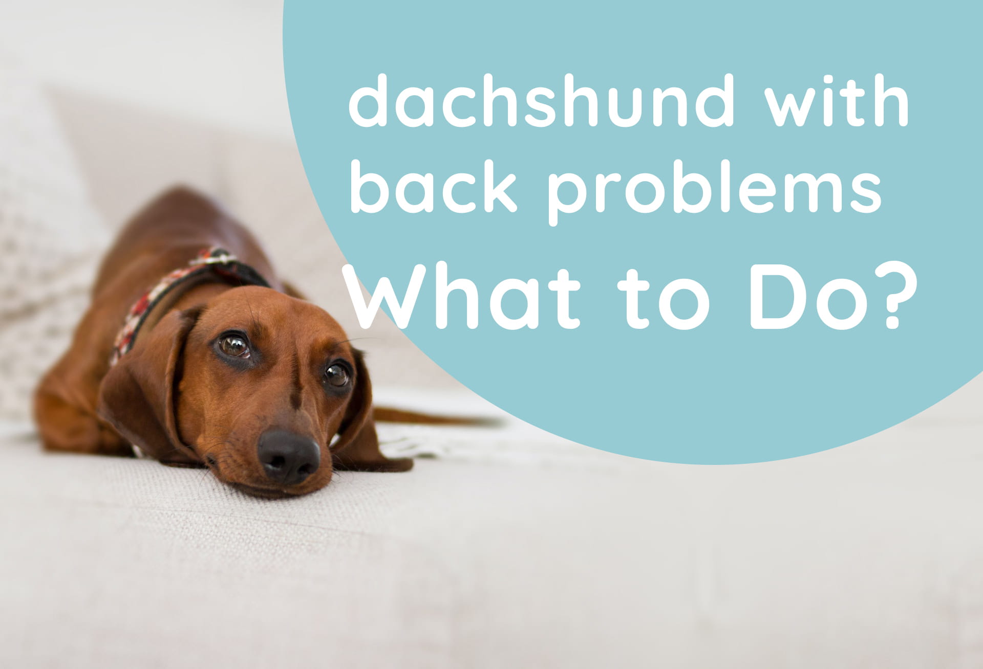 dachshund with back problems what to do