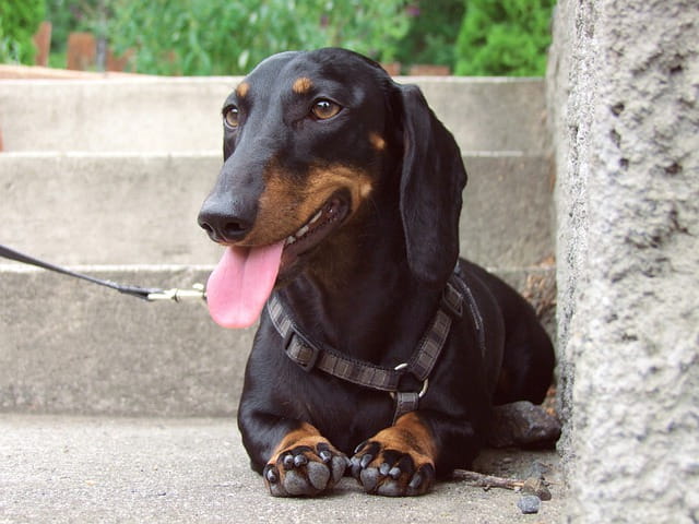Dachshund in the stairs