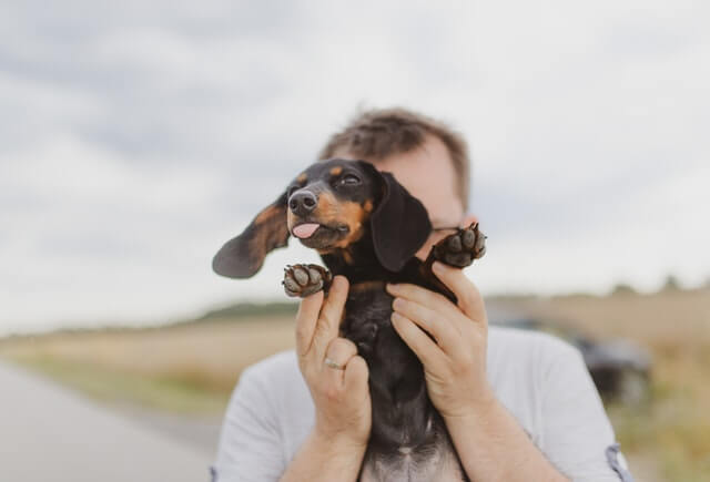 Dachshund dog