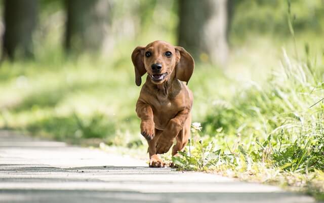 Jack Russell Dachshund Mix dog 2