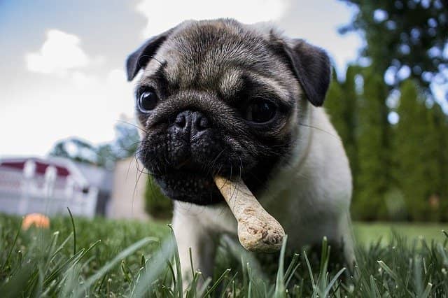 Dog chewing bone