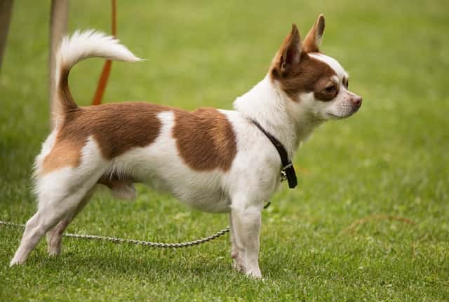 dog on the grass