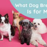 what dog breed is for me, What Dog Breed Is the Best for Me?