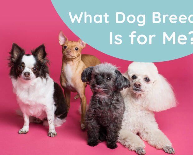 what dog breed is for me, What Dog Breed Is the Best for Me?