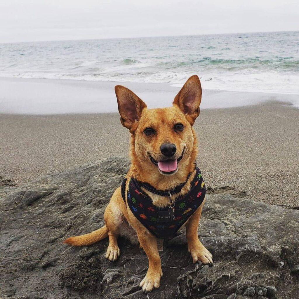 6 Amazing Facts All Dachshund Mix Lovers Must Know