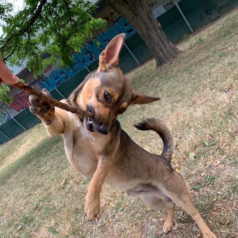 German Shepherd Dachshund Mix (Hidden Facts Will Blow Your Mind)