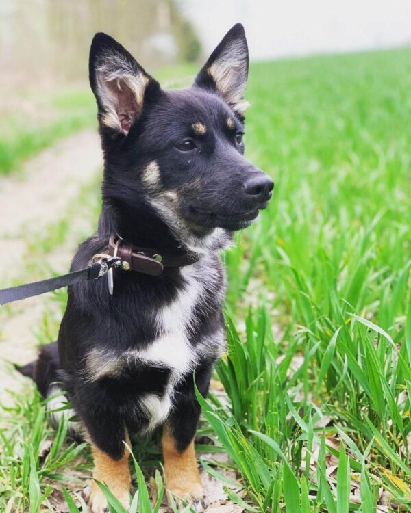 German Shepherd Dachshund Mix (Hidden Facts Will Blow Your Mind)
