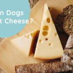 Can-Dogs-Eat-Cheese