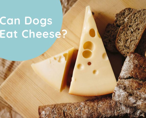 Can-Dogs-Eat-Cheese