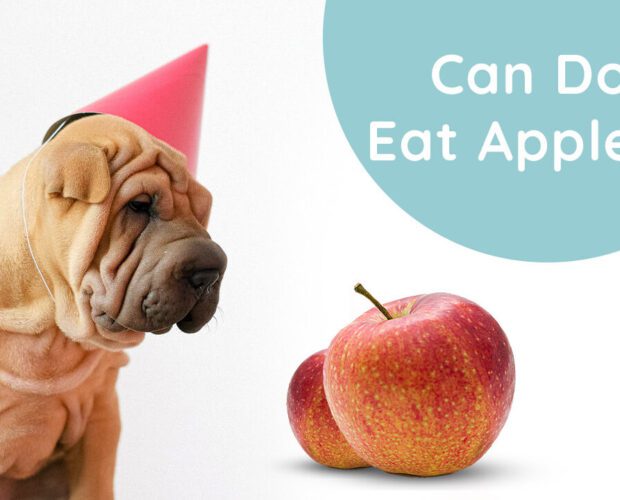 Can-Dogs-Eat-Apples-