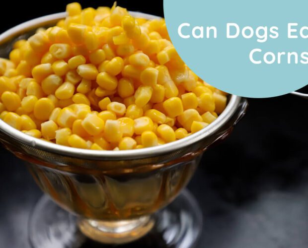 Can Dogs Eat Corns