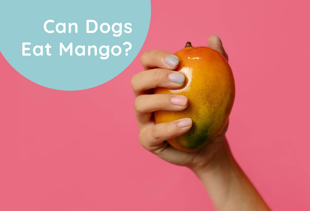 Can Dogs Eat Mango