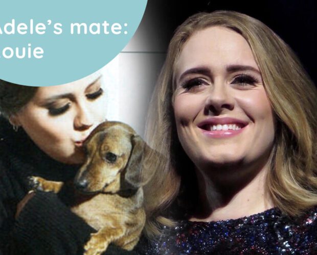 Adele's dog named Louie