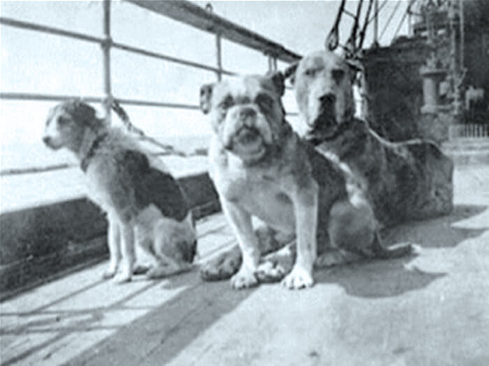 Dogs aboard the Titanic