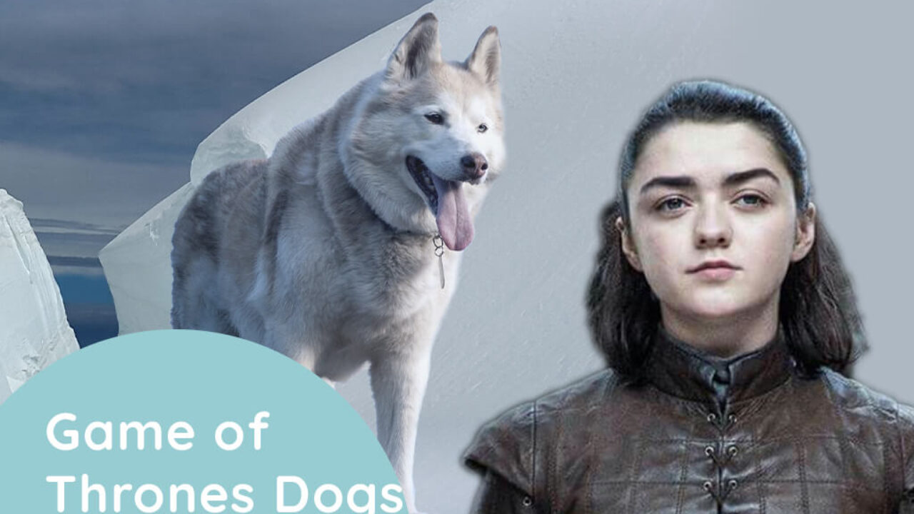 Game of Thrones Dogs - Weary Panda