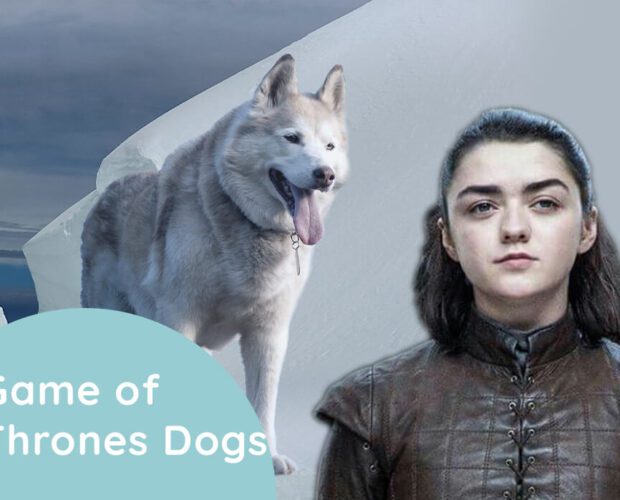 Game of Thrones Dogs