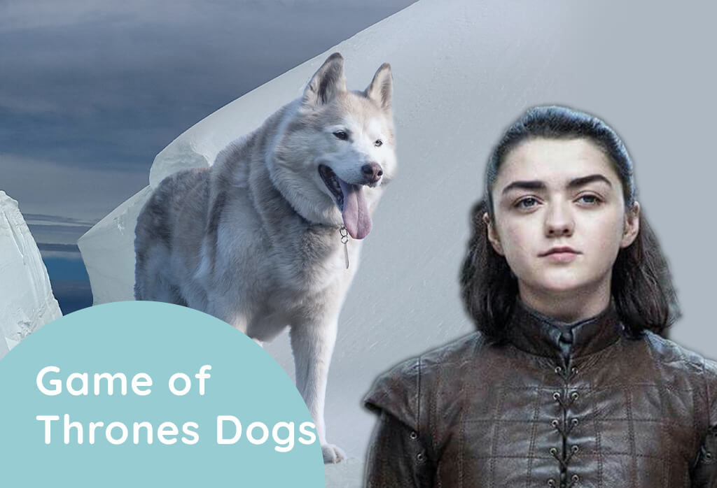Game of Thrones Dogs