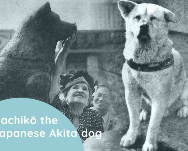 Hachikō the Japanese Akita dog