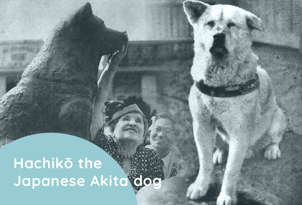 Hachikō the Japanese Akita dog