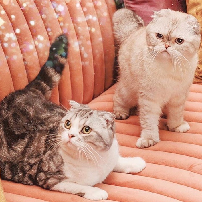 Taylor Swift Cats