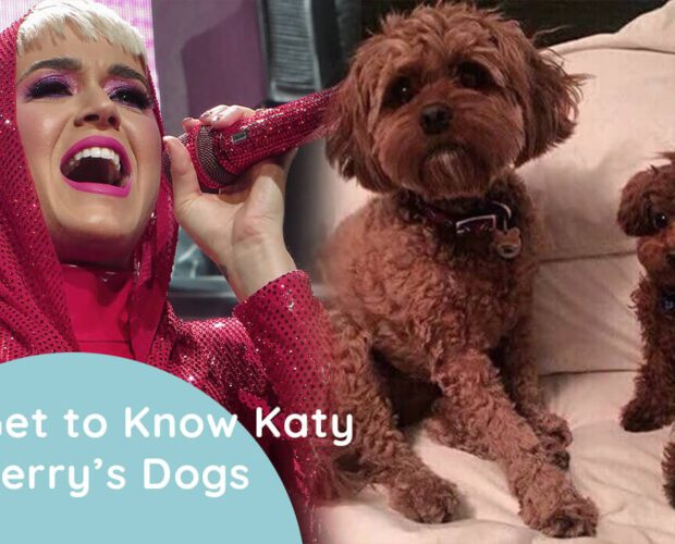 Get to Know Katy Perry’s Dogs