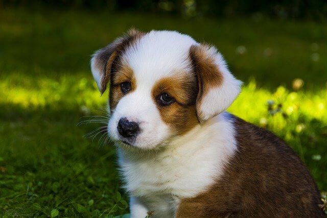 Cardigan Welsh Corgi