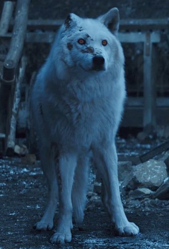 Ghost an albino direwolf bonded to Jon Snow