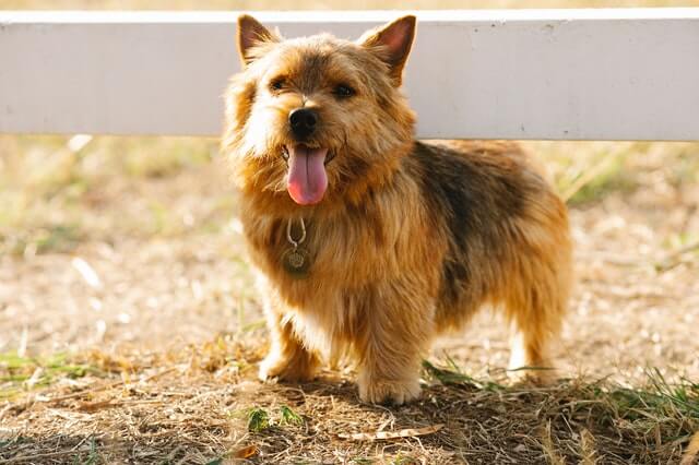 Norwich Terrier