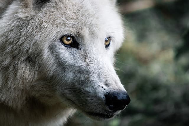 Nymeria a direwolf bonded to Arya Stark in Game of Thrones