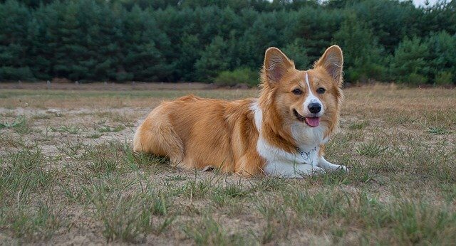 Pembroke Welsh Corgi