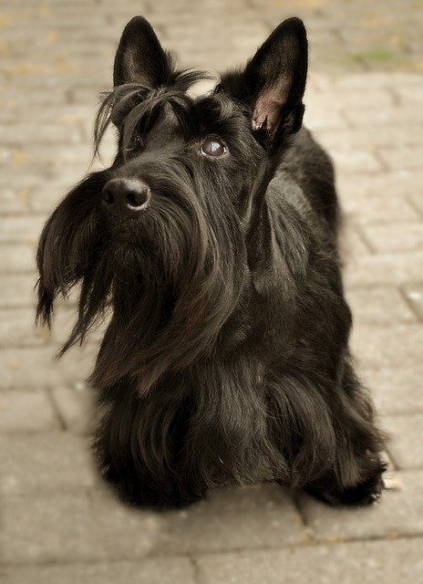 Scottish Terrier Dog