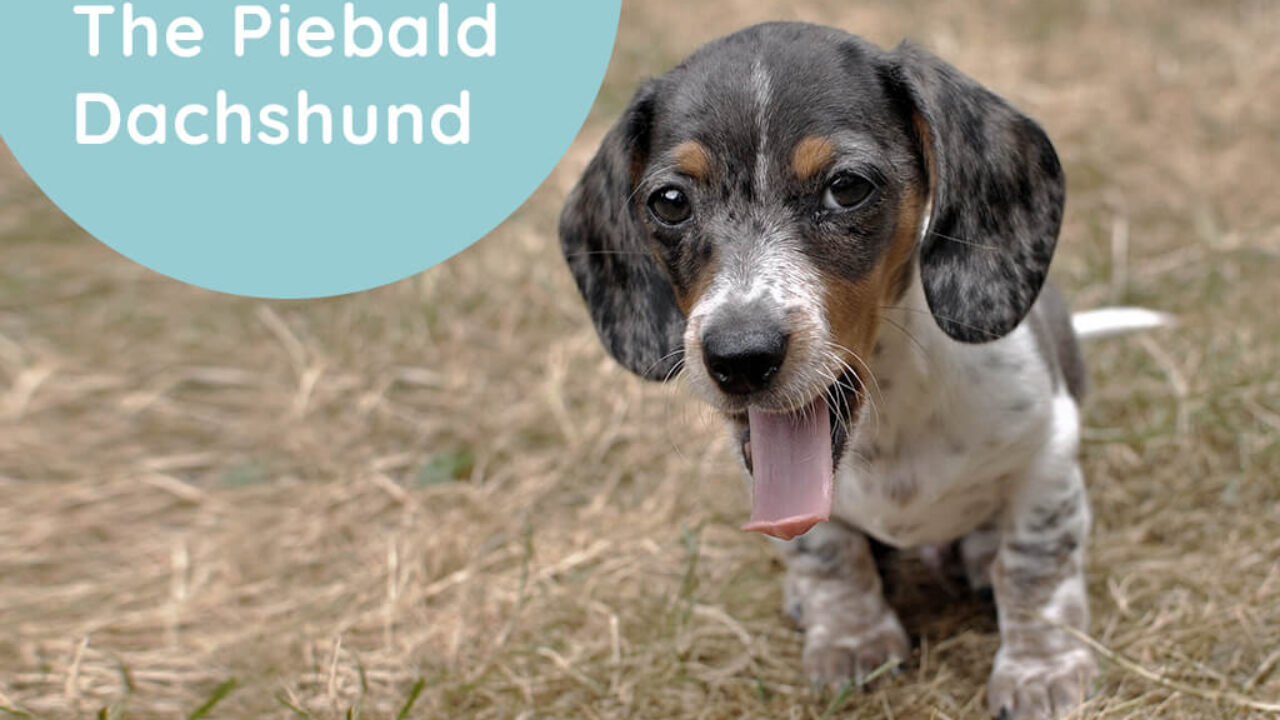 are piebald dachshunds rare