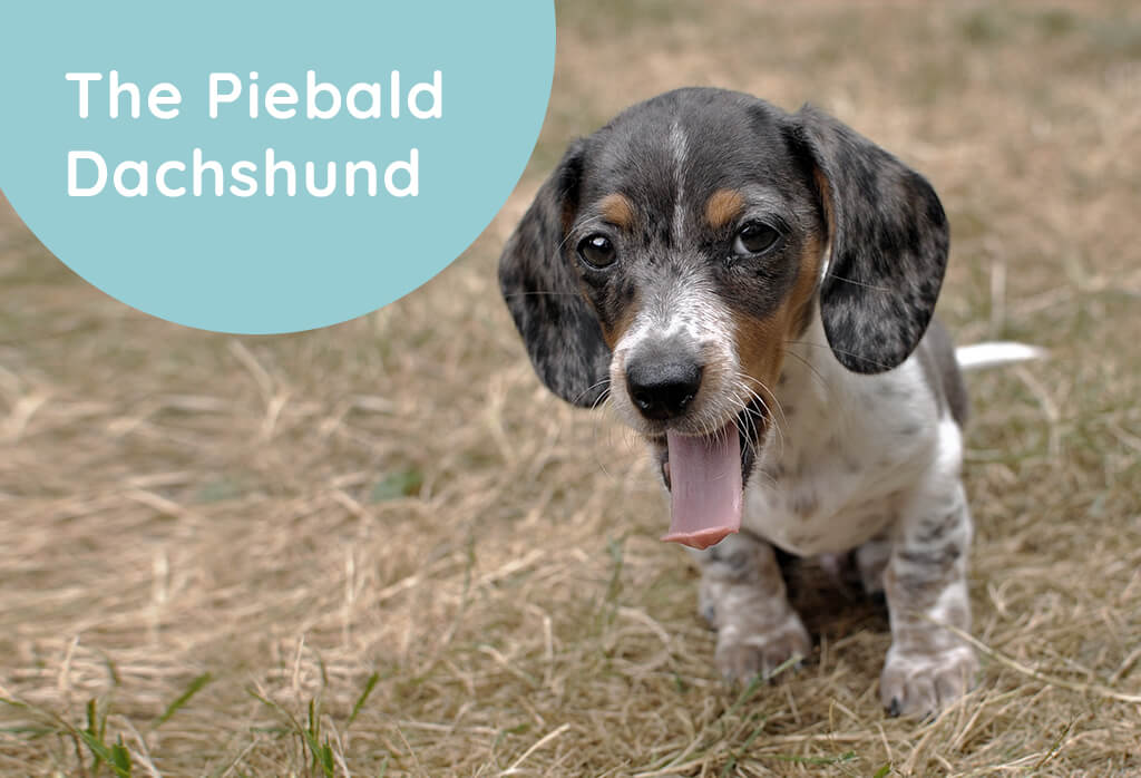 The Piebald Dachshund- a Complete Guide to ...
