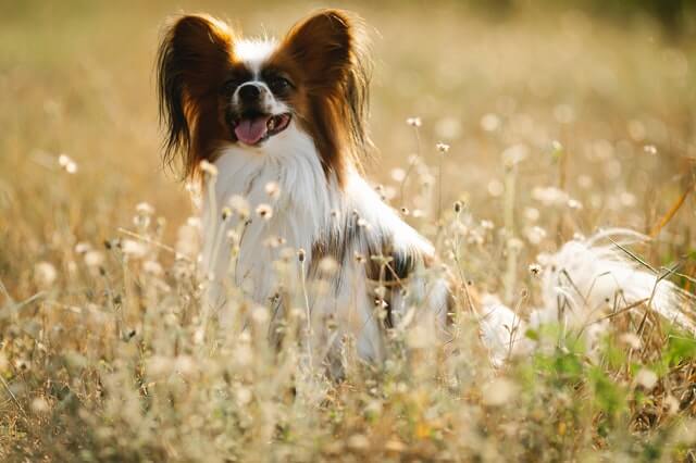 Tibetan Spaniel