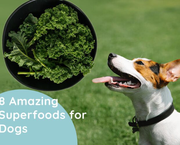 8-Amazing-Superfoods-for-Dogs