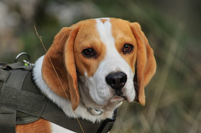 Beagle