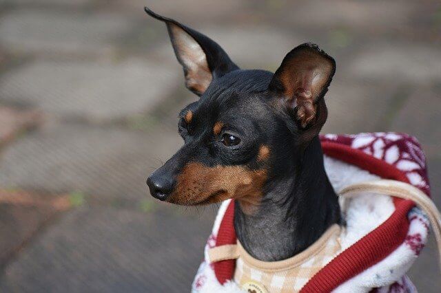 Black Miniature Pinscher dog 2