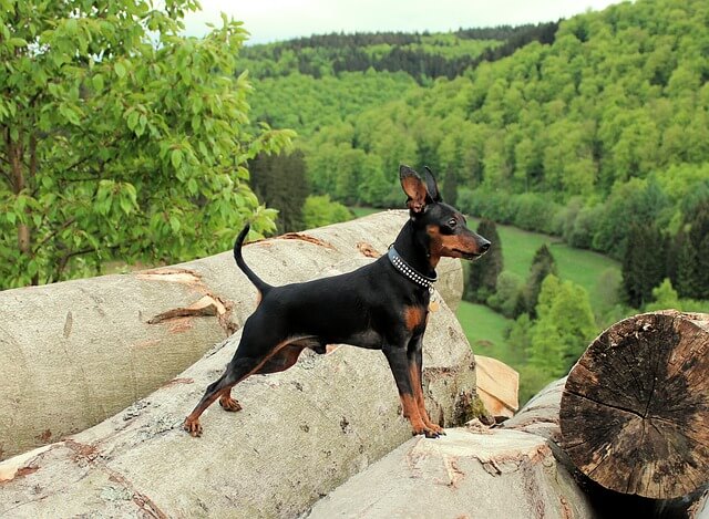 Black Miniature Pinscher dog